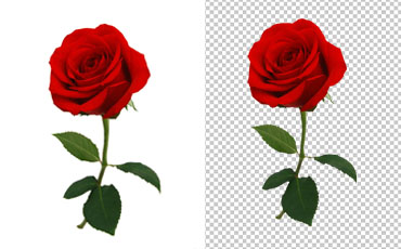 Creating a Basic Clipping Path for a Single Red Rose Photo